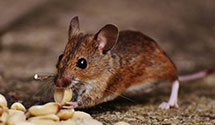 24 Hour & Emergency Exterminators in Rowland, NC